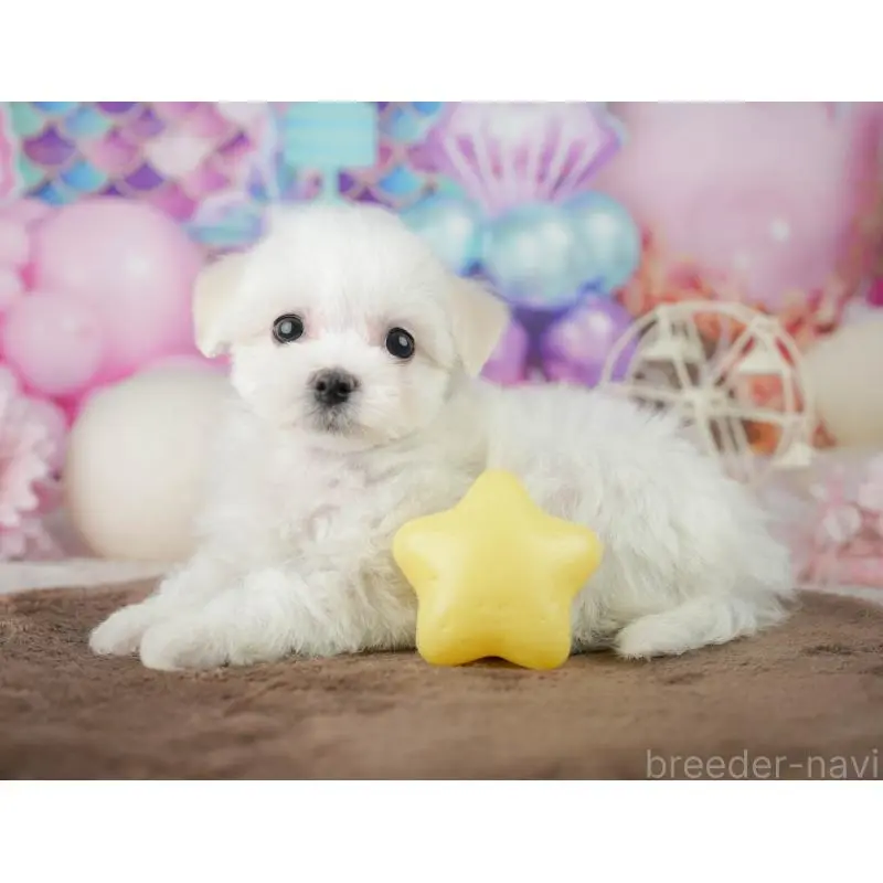 販売中の千葉県のミックス犬-453900の7枚目