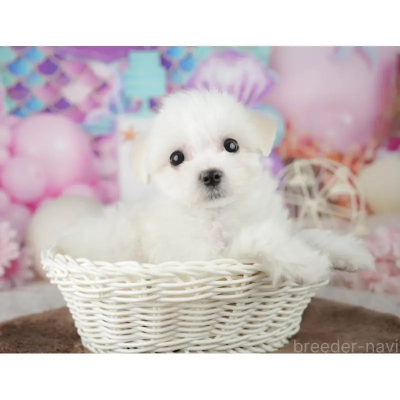 販売中の千葉県のミックス犬-453900の6枚目