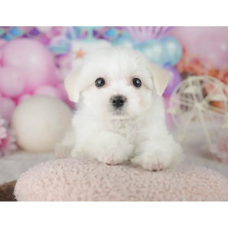 販売中の千葉県のミックス犬-453900の5枚目