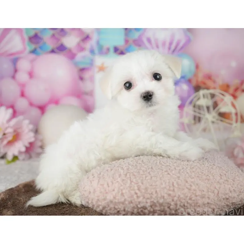 販売中の千葉県のミックス犬-453900の4枚目