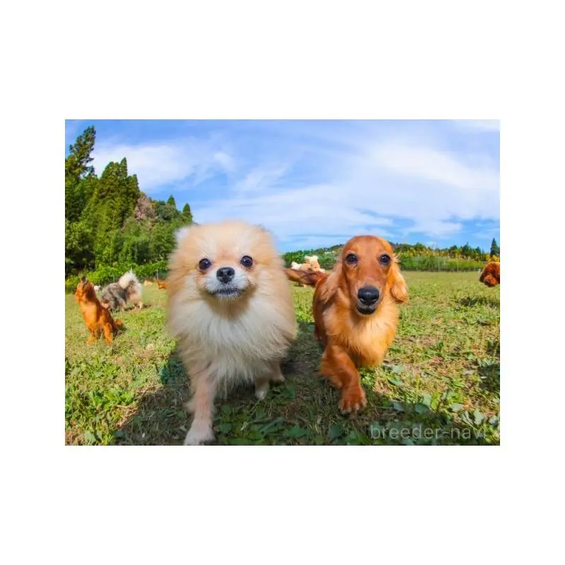 販売中の千葉県のミックス犬-453899の12枚目