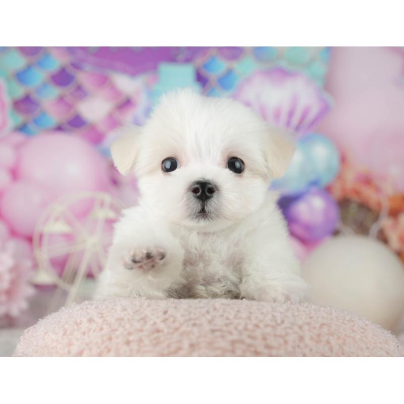 販売中の千葉県のミックス犬-453899