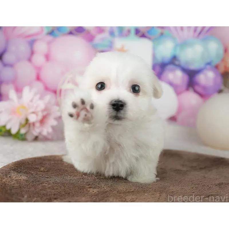 販売中の千葉県のミックス犬-453899の11枚目