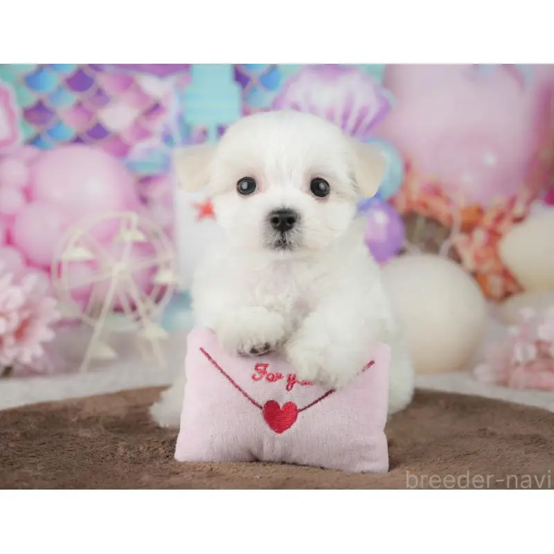 販売中の千葉県のミックス犬-453899の10枚目