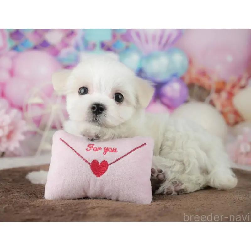 販売中の千葉県のミックス犬-453899の9枚目