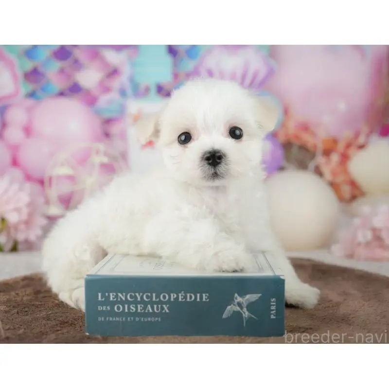 販売中の千葉県のミックス犬-453899の7枚目