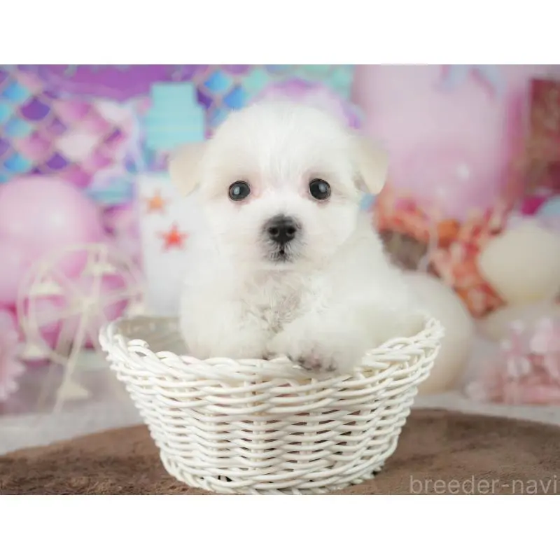 販売中の千葉県のミックス犬-453899の6枚目