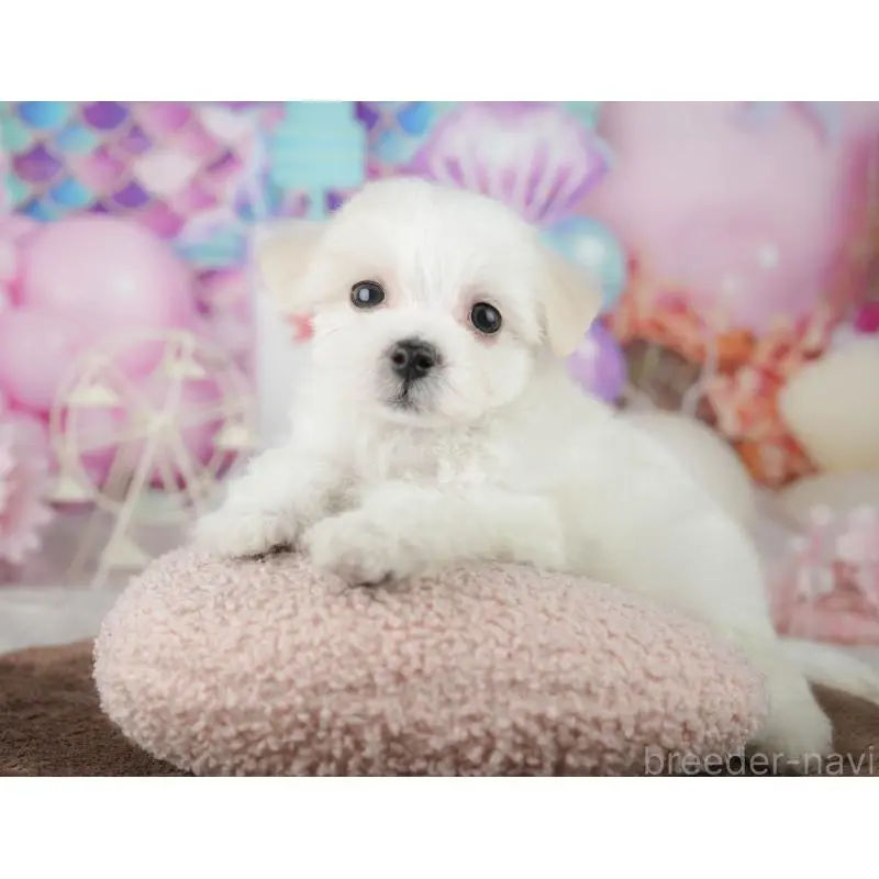 販売中の千葉県のミックス犬-453899の4枚目