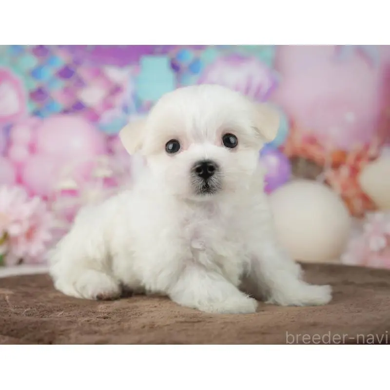 販売中の千葉県のミックス犬-453899の3枚目