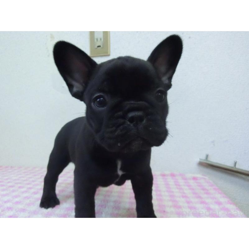 販売中の兵庫県のフレンチブルドッグ-453750の8枚目