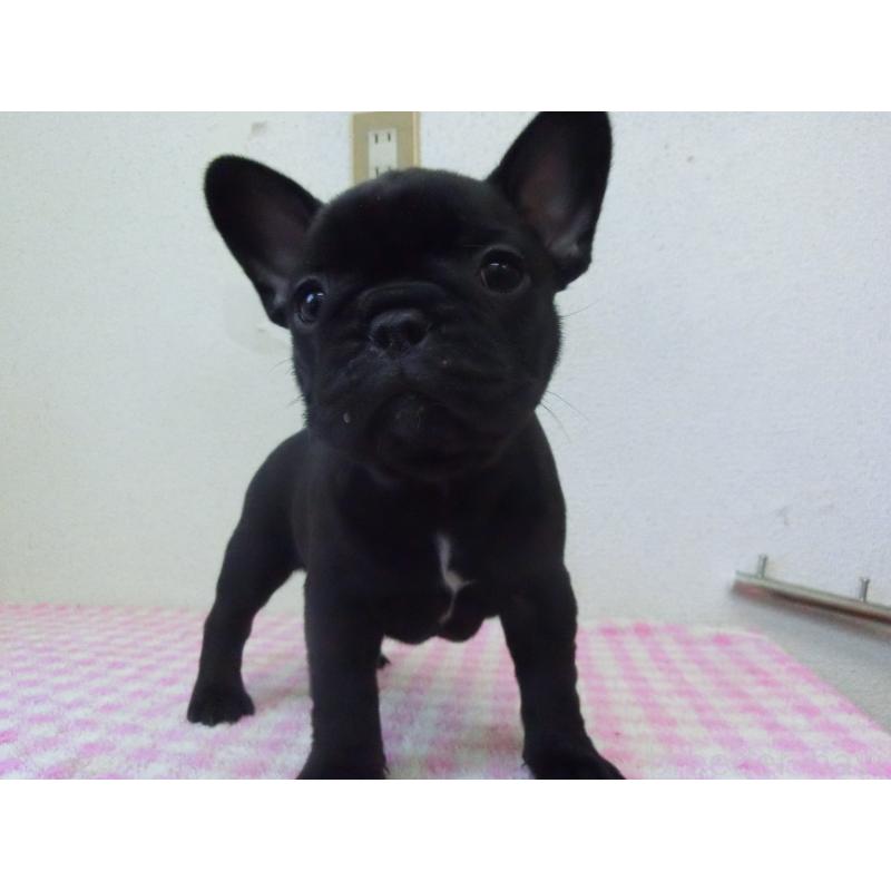 販売中の兵庫県のフレンチブルドッグ-453750の7枚目