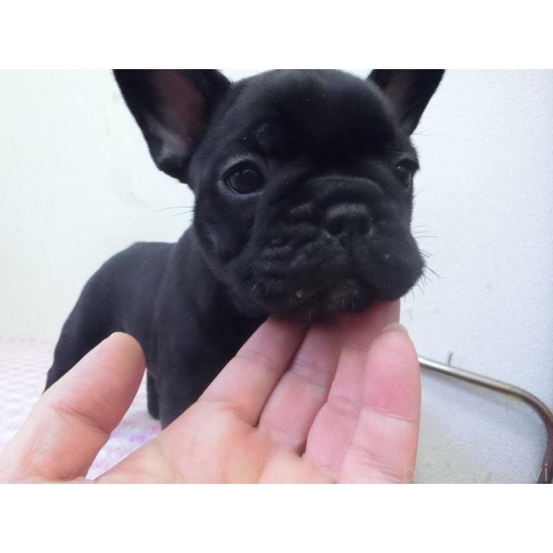 販売中の兵庫県のフレンチブルドッグ-453750の6枚目