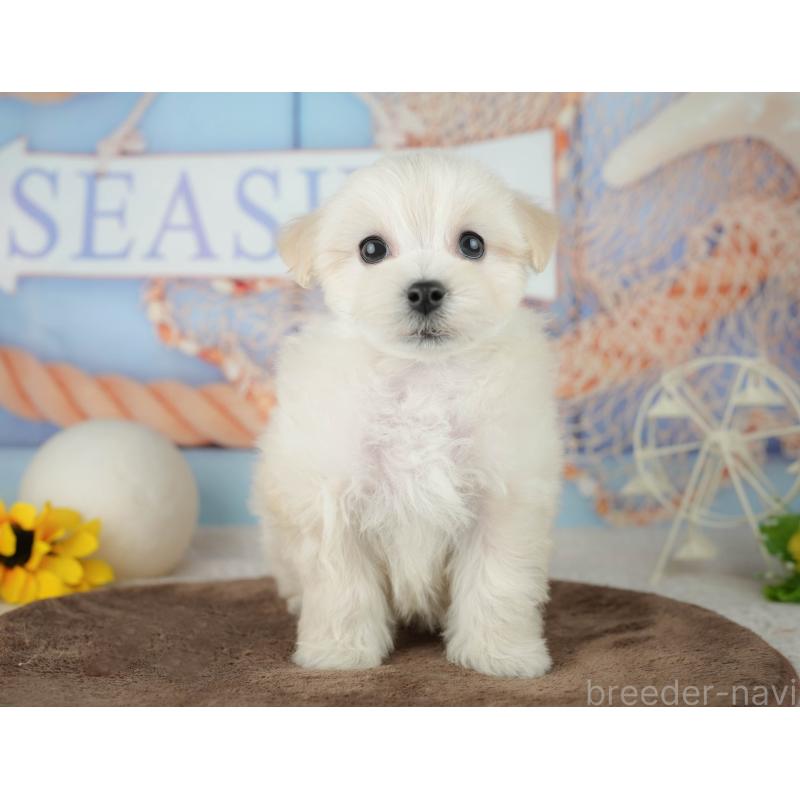 販売中の千葉県のミックス犬-453898