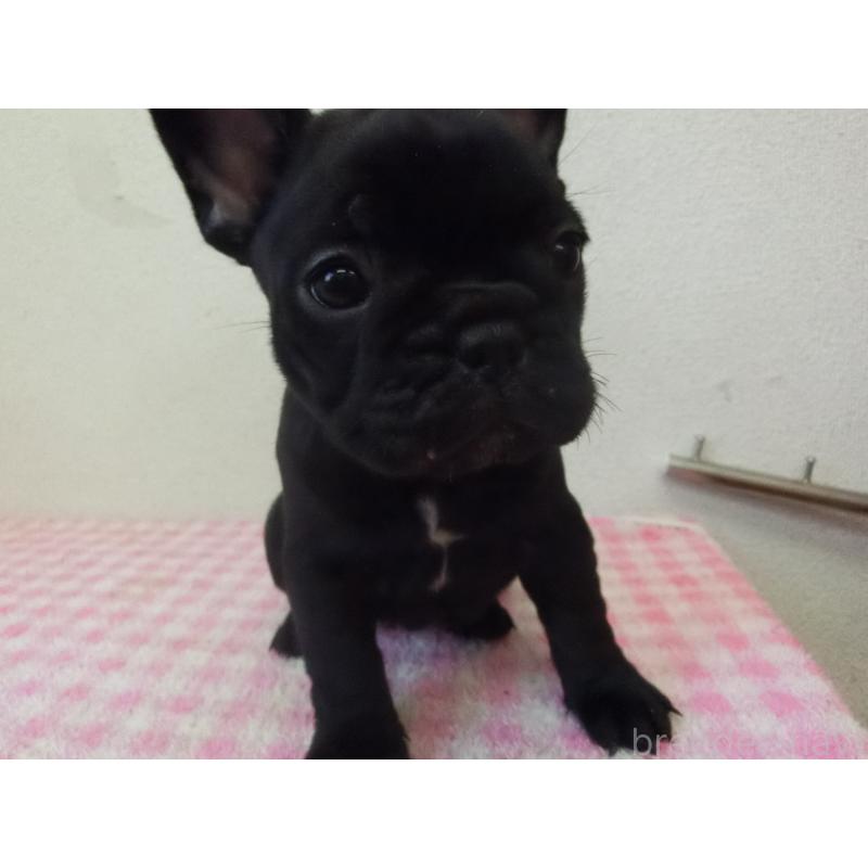 販売中の兵庫県のフレンチブルドッグ-453750の5枚目