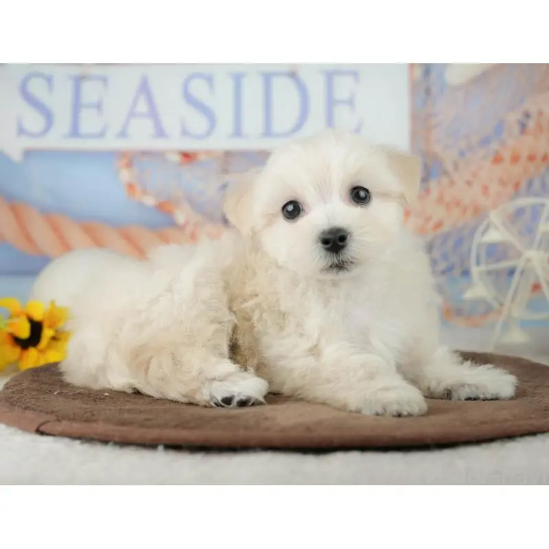 販売中の千葉県のミックス犬-453898の11枚目