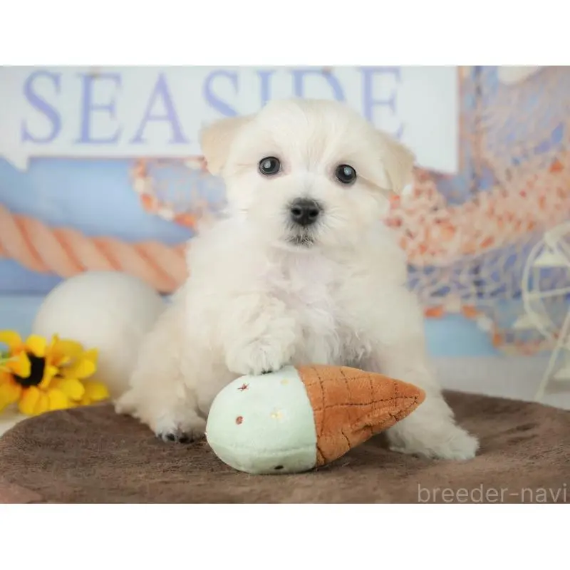 販売中の千葉県のミックス犬-453898の10枚目