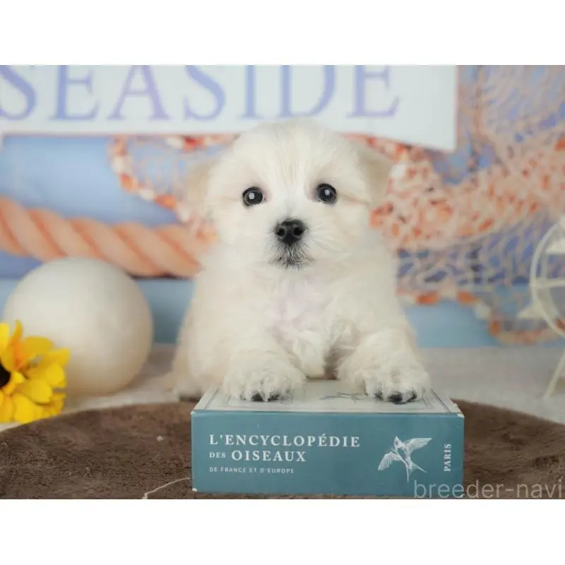 販売中の千葉県のミックス犬-453898の9枚目