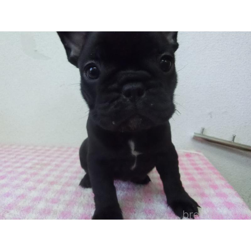 販売中の兵庫県のフレンチブルドッグ-453750の4枚目