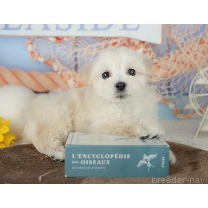 販売中の千葉県のミックス犬-453898の8枚目