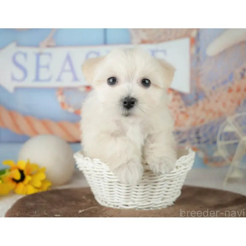 販売中の千葉県のミックス犬-453898の7枚目