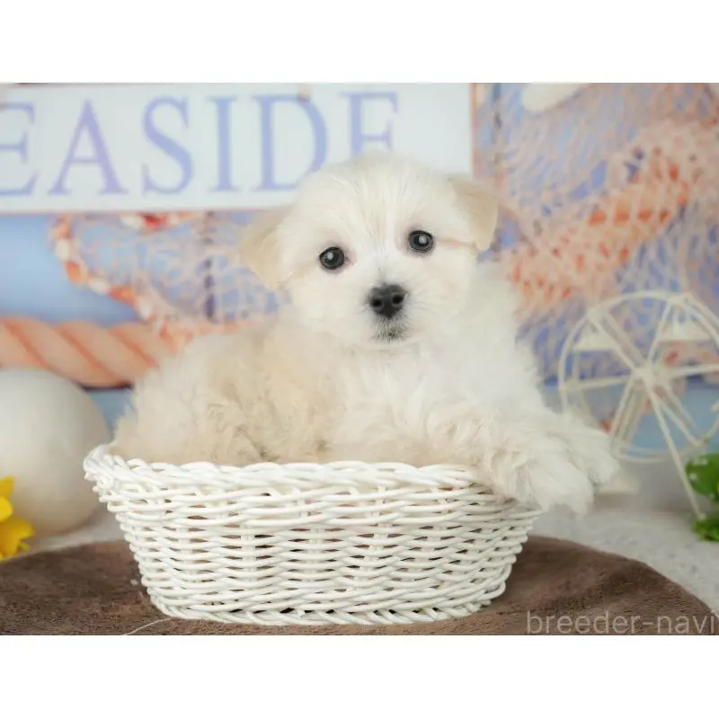 販売中の千葉県のミックス犬-453898の6枚目