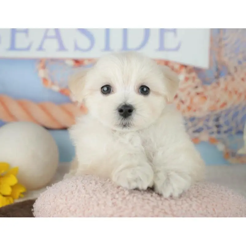 販売中の千葉県のミックス犬-453898の5枚目