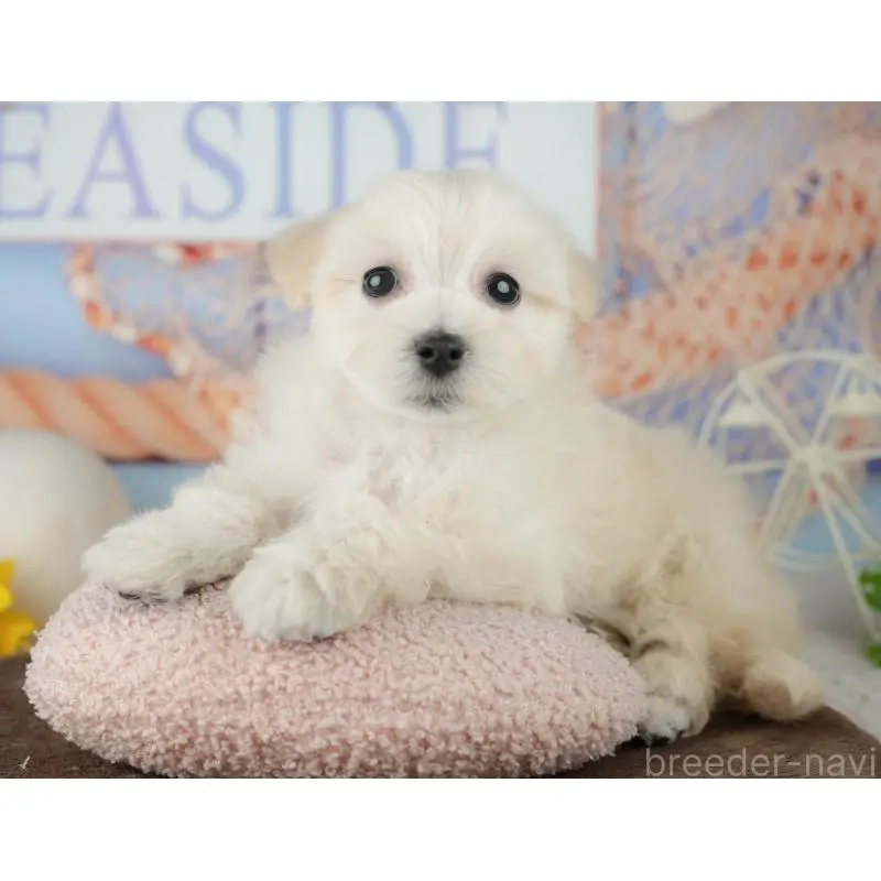 販売中の千葉県のミックス犬-453898の3枚目