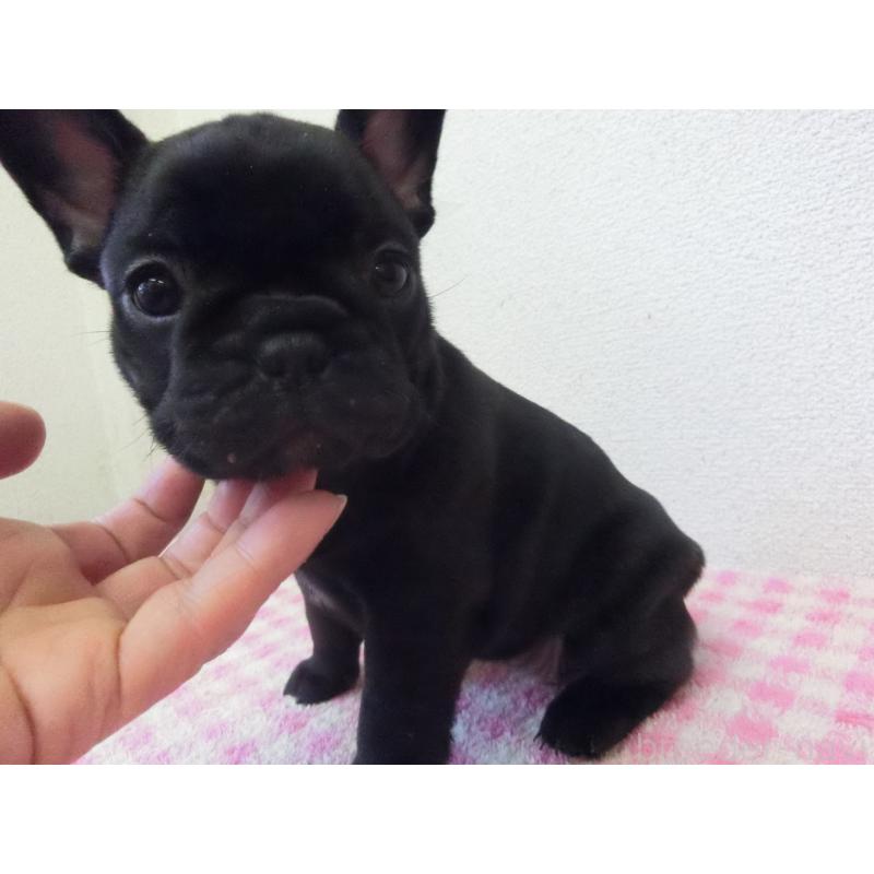 販売中の兵庫県のフレンチブルドッグ-453750の2枚目
