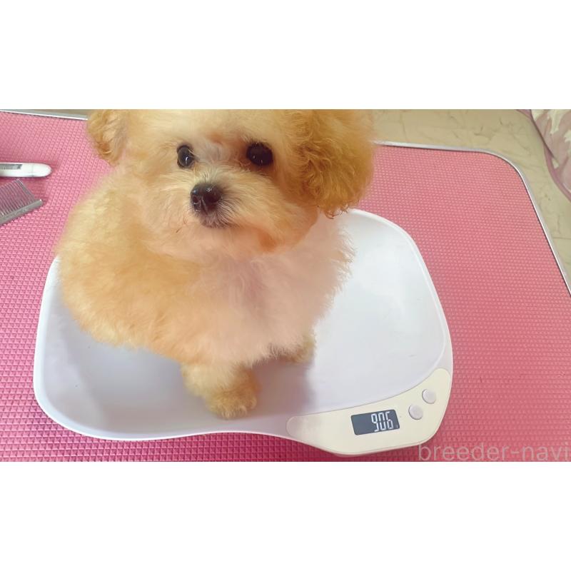 販売中の栃木県のティーカッププードル-437786の2枚目