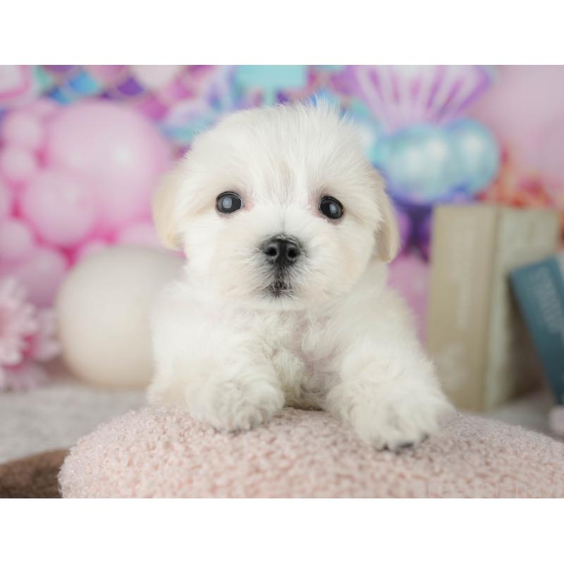 販売中の千葉県のミックス犬-453897