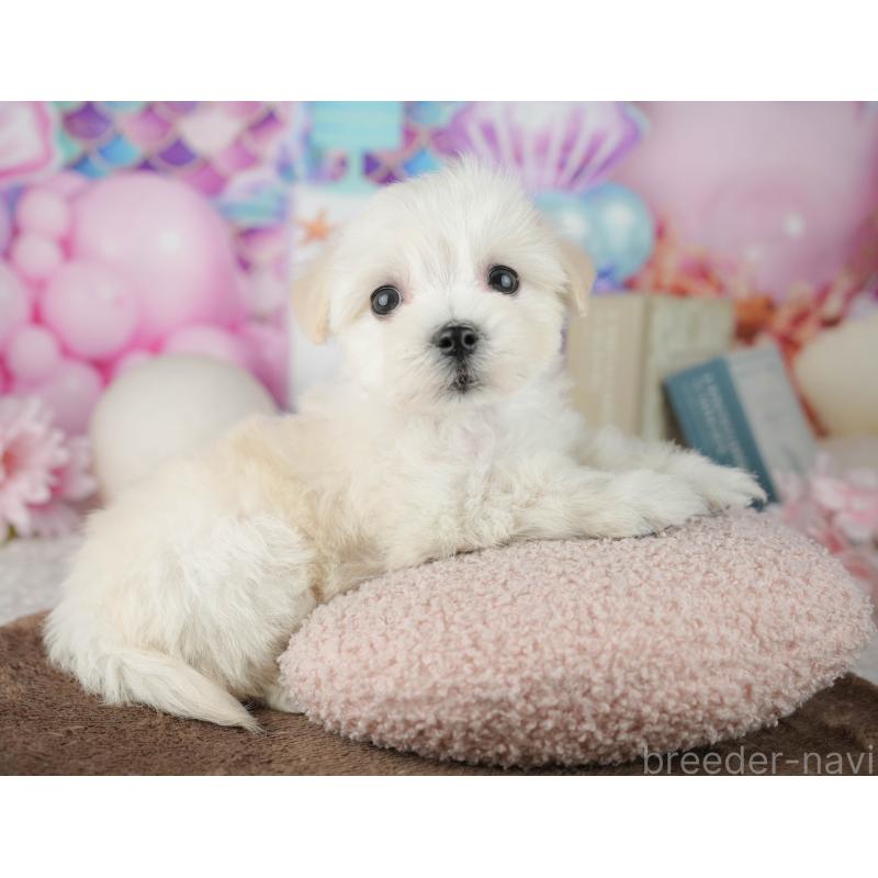 販売中の千葉県のミックス犬-453897の11枚目