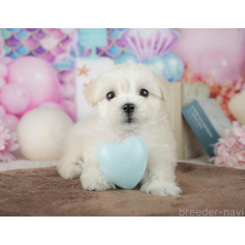 販売中の千葉県のミックス犬-453897の9枚目