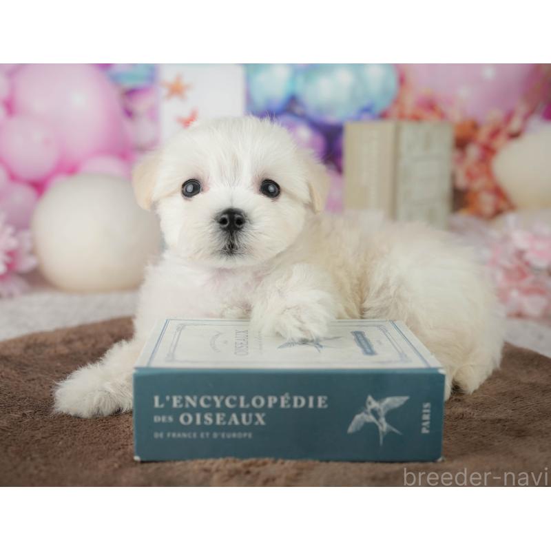 販売中の千葉県のミックス犬-453897の7枚目