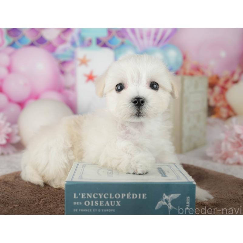 販売中の千葉県のミックス犬-453897の5枚目