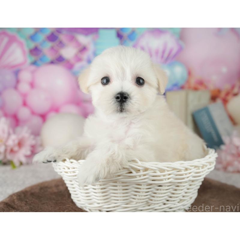 販売中の千葉県のミックス犬-453897の3枚目