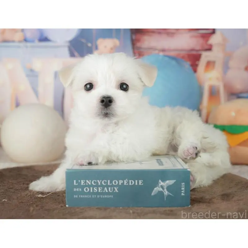 販売中の千葉県のミックス犬-453896の10枚目