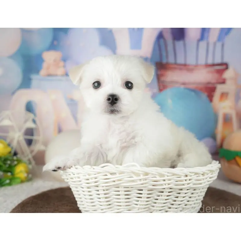 販売中の千葉県のミックス犬-453896の9枚目