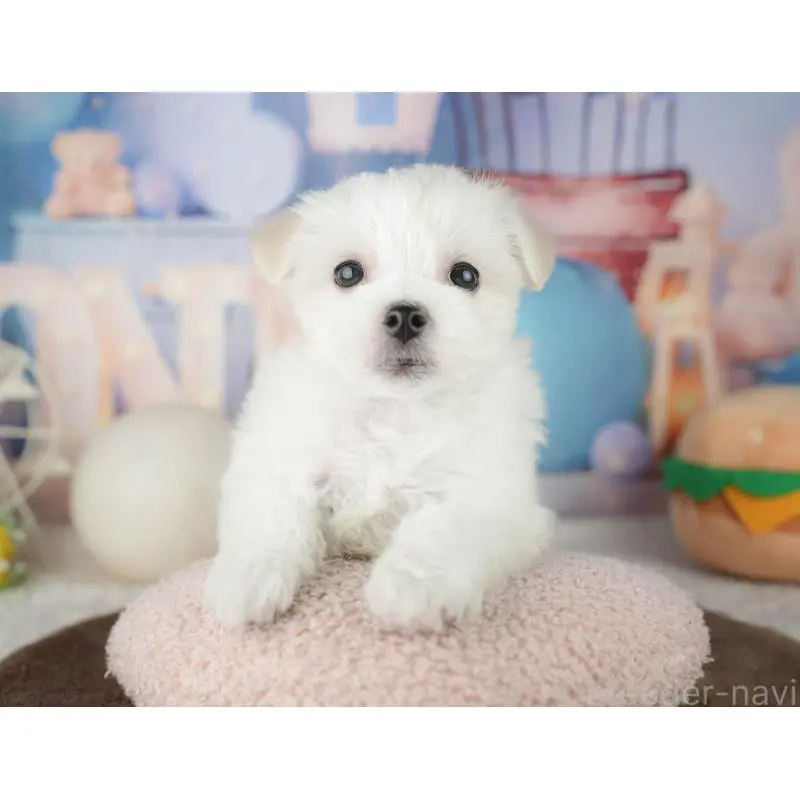 販売中の千葉県のミックス犬-453896の8枚目