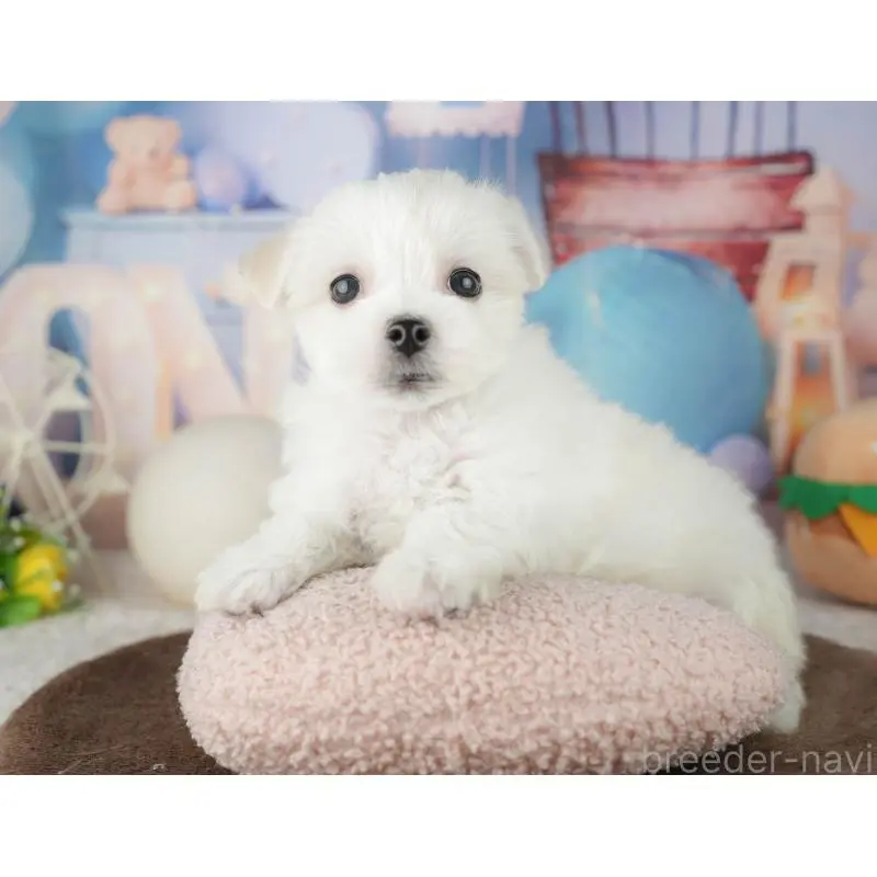 販売中の千葉県のミックス犬-453896の7枚目