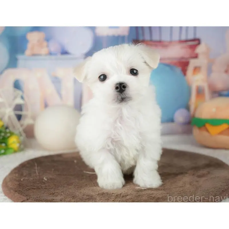 販売中の千葉県のミックス犬-453896の6枚目