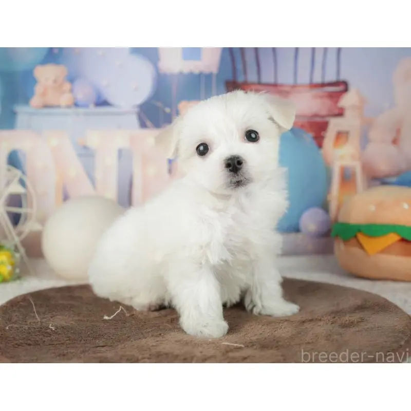 販売中の千葉県のミックス犬-453896の5枚目