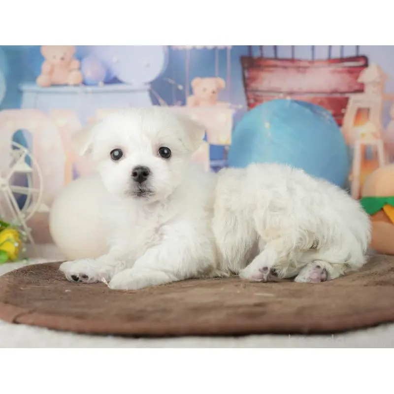 販売中の千葉県のミックス犬-453896の4枚目