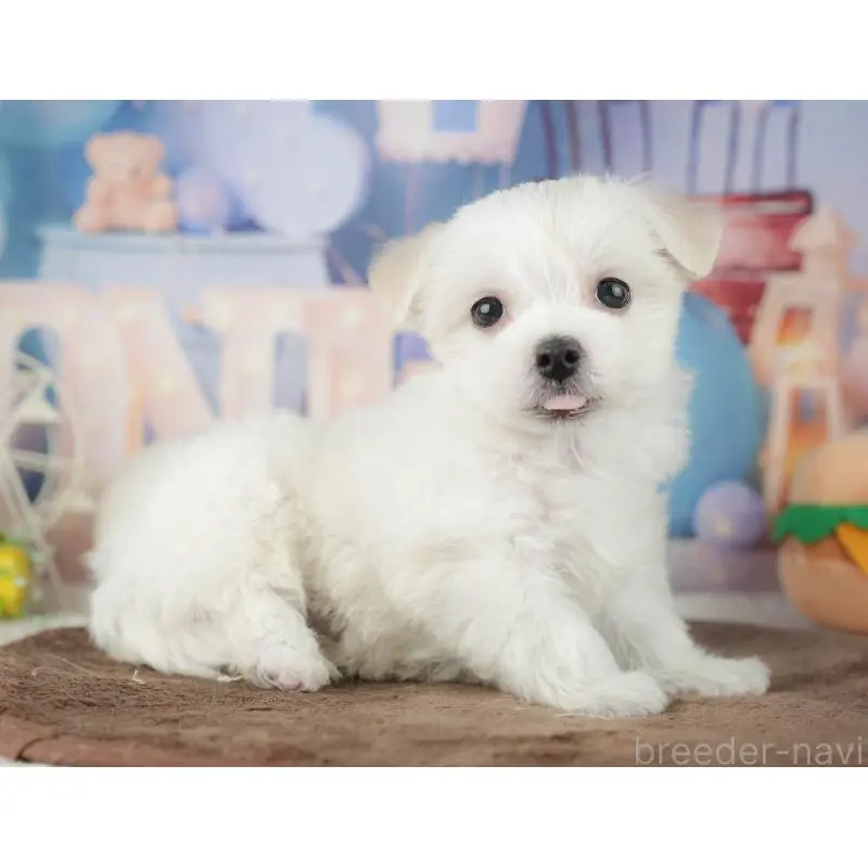 販売中の千葉県のミックス犬-453896の3枚目