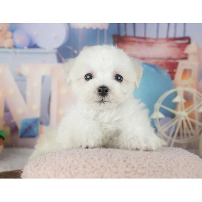 ♂︎ミックス犬