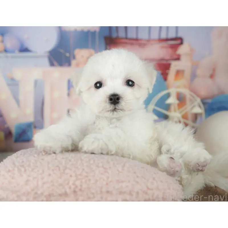 販売中の千葉県のミックス犬-453887の11枚目