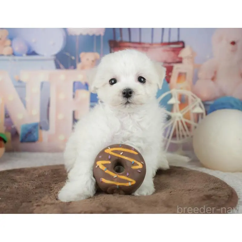 販売中の千葉県のミックス犬-453887の10枚目