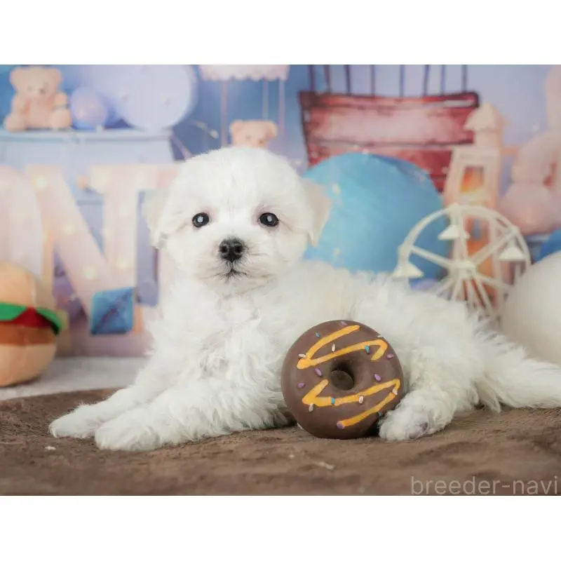 販売中の千葉県のミックス犬-453887の9枚目