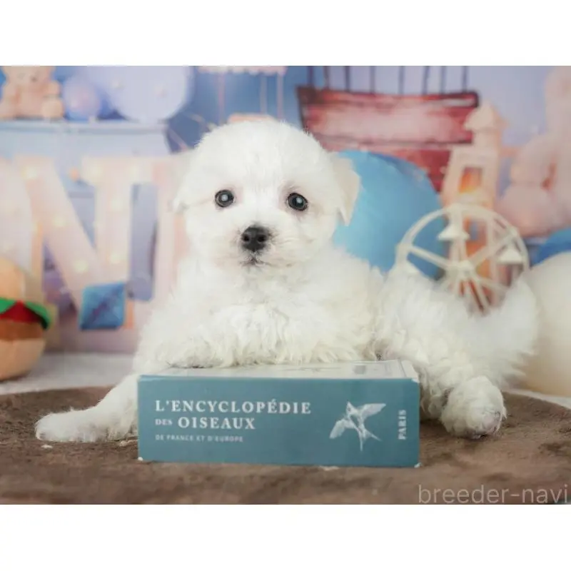 販売中の千葉県のミックス犬-453887の8枚目