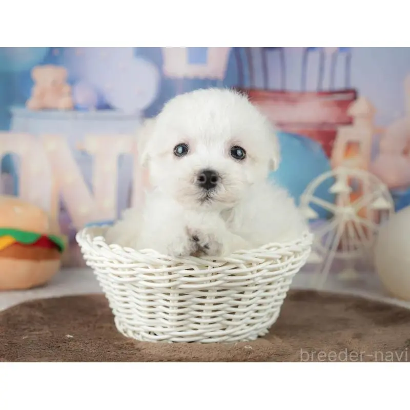 販売中の千葉県のミックス犬-453887の7枚目