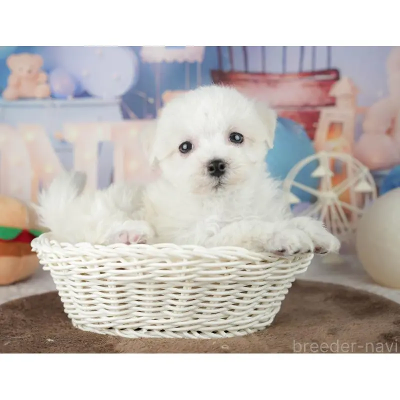 販売中の千葉県のミックス犬-453887の6枚目